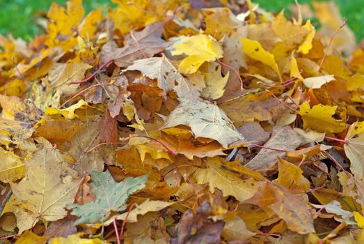 Background from yellow maple leaves the small definition in depth.