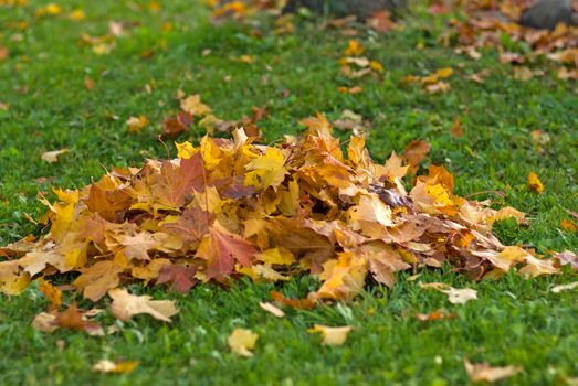 Cumulate yellow maple leaves the small definition in depth.