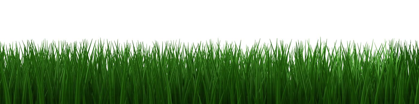Grass (isolated with clipping path)