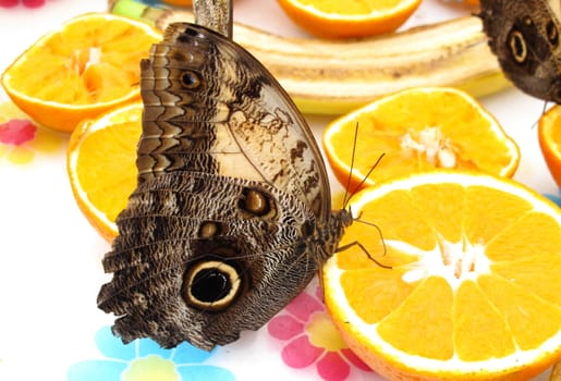 Owl moth feeding
