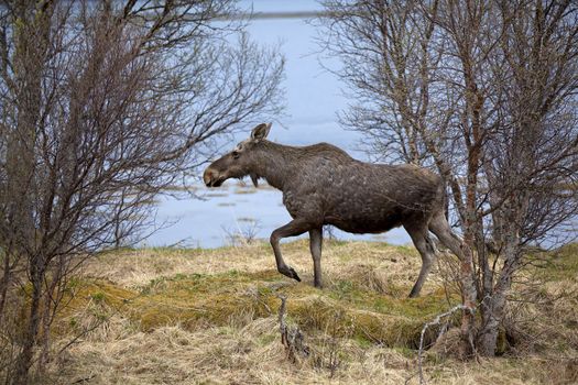 A wild Moose in a Norwegian forest