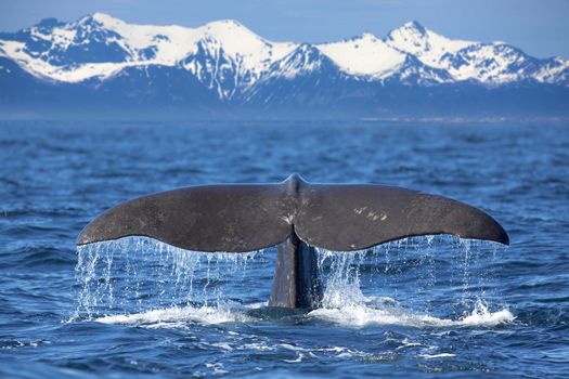 The tail of a Sperm Whale diving