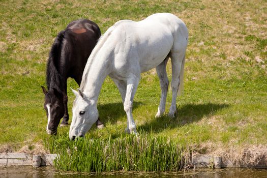 white horse and dark horse grazing together near a ditch in Holland