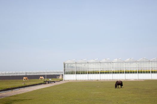 horses and pony grazing in front of greenhouses