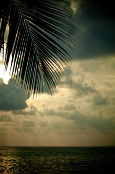 Cloudy Sunset Through Palm Leaf under Sea Waves