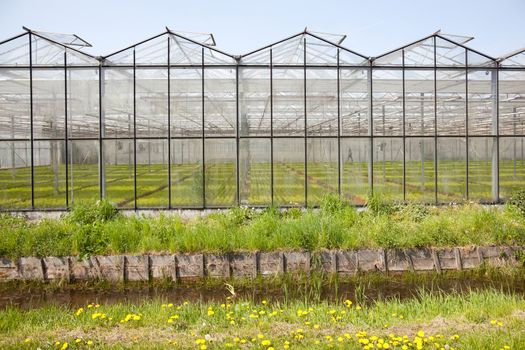 greenhouse in Westland in The Netherlands near the Hague in the province Zuid-Holland