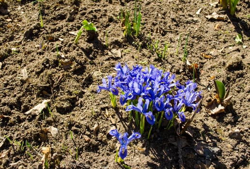 bunch of spring dwarf blue iris flower growing in garden soil.