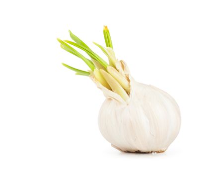 Closeup view of garlic isolated on white background.