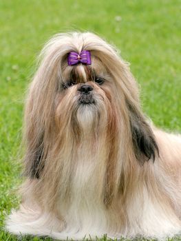 The funny shih tzu dog in a garden