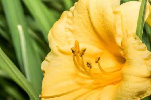 Close up shot of flowers with fine detail 