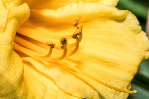 Close up shot of flowers with fine detail 