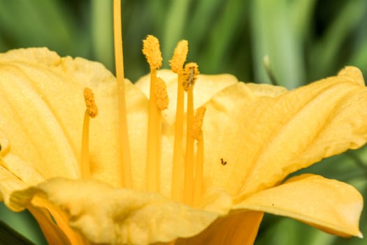 Close up shot of flowers with fine detail 