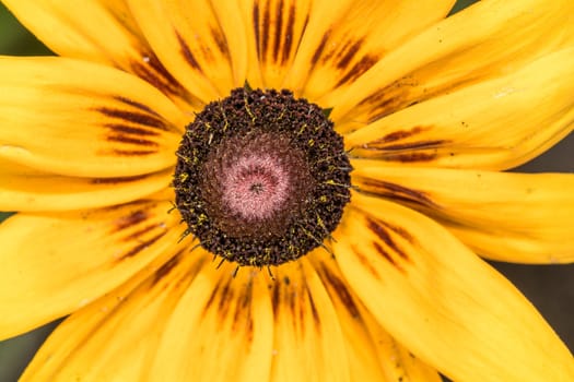 Detailed closeup photo of sunflower in garden in macro photography