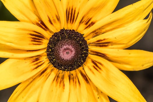 Detailed closeup photo of sunflower in garden in macro photography