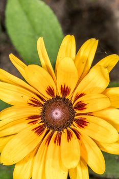 Detailed closeup photo of sunflower in garden in macro photography