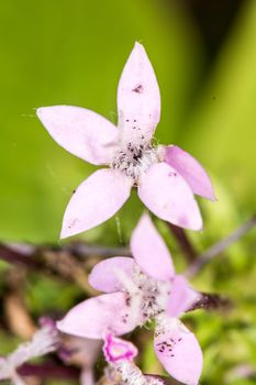 Macro photography of a small purple flower