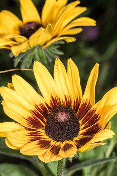 Detailed closeup photo of sunflower in garden in macro photography