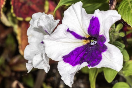 Close up shot of white flowers with fine detail 