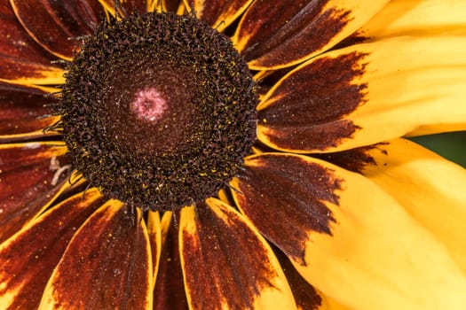 Detailed closeup photo of sunflower in garden in macro photography