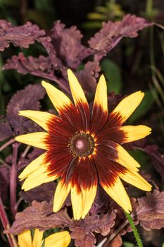 Detailed closeup photo of sunflower in garden in macro photography