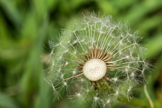 Macro photography of dandelion losing its seeds to wind