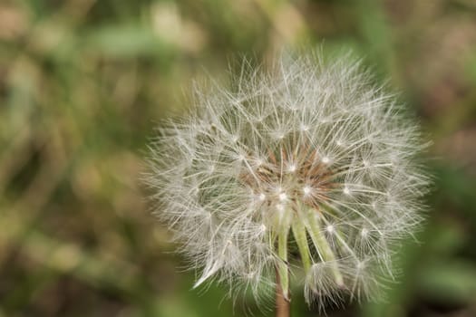 Macro photography of dandelion losing its seeds to wind