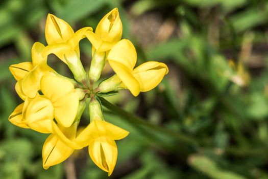 Coreopsis flower in summer time from macro photography