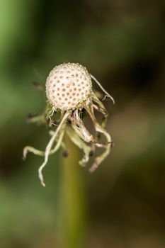 Seedless dandelion seed head symbolizes life end