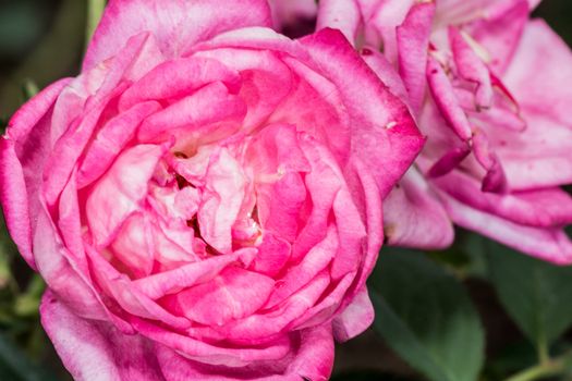 Macro photography of pink rose flower blossom