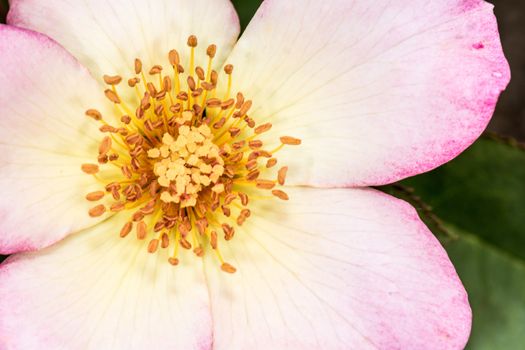 Macro photography of Eglantine Sweet briar flower blossom in summer time 