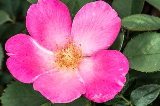 Macro photography of Eglantine Sweet briar flower blossom in summer time 