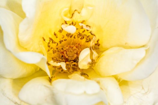 Macro photography of Eglantine Sweet briar flower blossom in summer time 