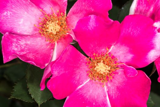 Macro photography of Eglantine Sweet briar flower blossom in summer time 