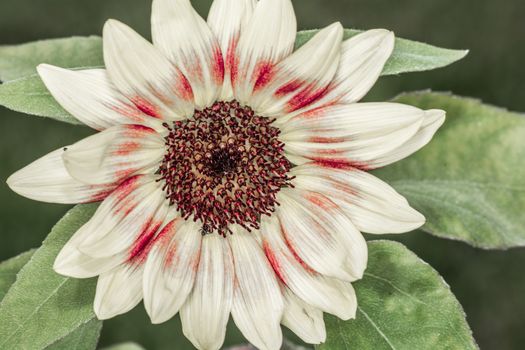 Close up detail of Daisy flower blossom in summer time 