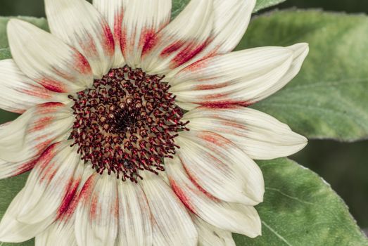 Close up detail of Daisy flower blossom in summer time 