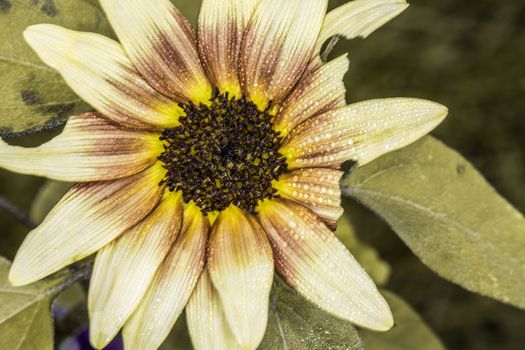 Detailed macro photography of Daisy flower with broken petals 