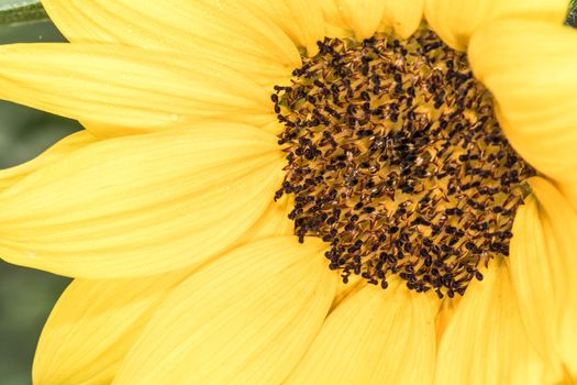Detailed close up of Sunflower in summer time 