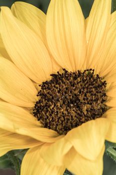 Detailed close up of Sunflower in summer time 