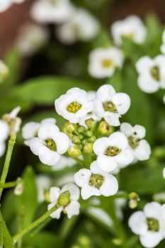 Detailed close up of bunch Anemone flower in summer time