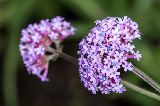 Macro photography of violet Verbena Vervain flower bunch in summer time