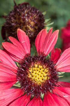 Macro photography of Scarlet daisy flower in summer time