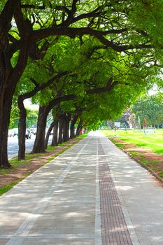 beautiful alley of the park with green trees