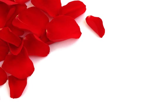 Beautiful rose petals on white background