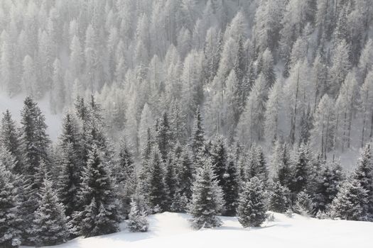 Winter snowy mountain forest top view