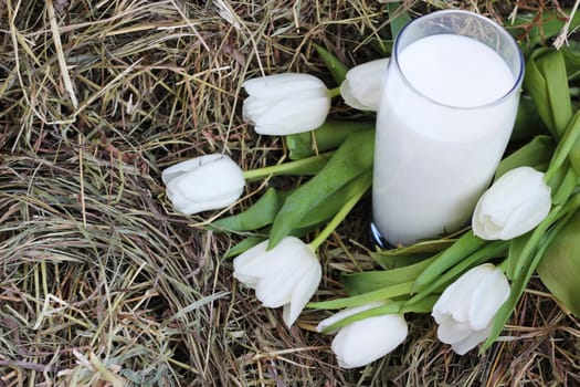 Glass of fresh natural milk and white tulips on hay