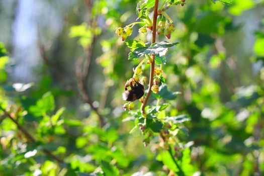 Big bee on spring blooming currant bush