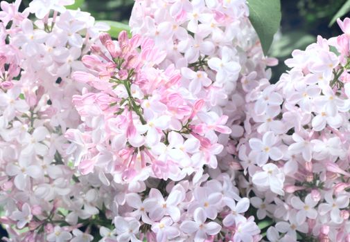 Beautiful blossoms of Pink Lilac close-up