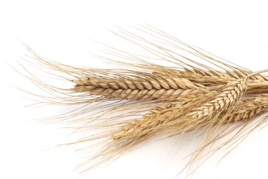 Wheat ears isolated on white background 