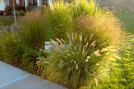 Neighborhood beautification, hiding underground power line and telecommunication boxes with giant ornamental grasses in the neighborhood