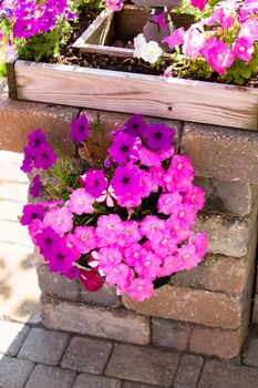 Pink and purple petunias hanging on the pillar creating stylish nice accent distinctive look